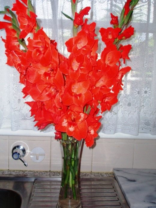 Гладиолус (Gladiolus)