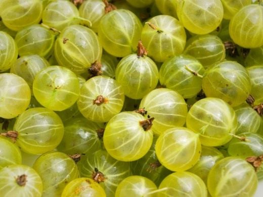 Крыжовник (Gooseberry)