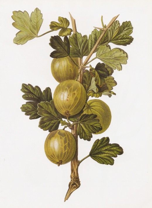 Крыжовник (Gooseberry)