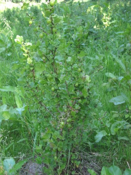 Крыжовник (Gooseberry)