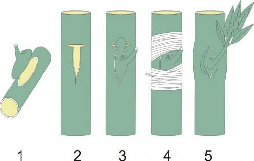 Прививка почки: 1 — почка привоя удаляется вместе с подлежащими тканями; 2-4 — почка вставляется в Т-образный разрез на стебле подвоя и там закрепляется, 5 - почка образует побег (Grafting)