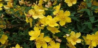 Зверобой (Hypericum)