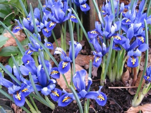 Ирис (Iris)