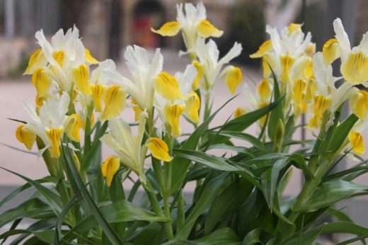 Ирис (Iris)
