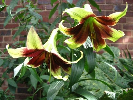 Лилия непальская (Lilium nepalense)