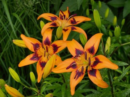 Лилия 'Сальса' (Lilium 'Salsa')