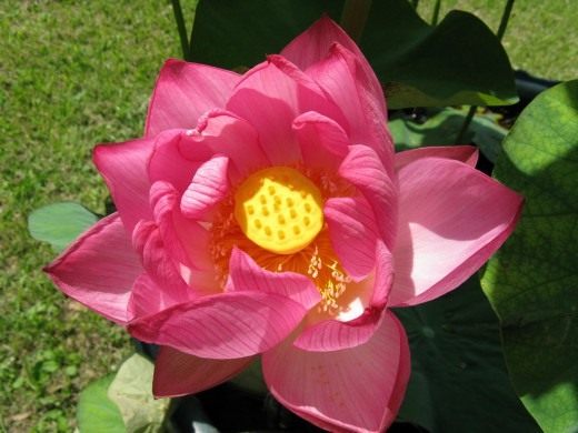 Лотос (Lotus)