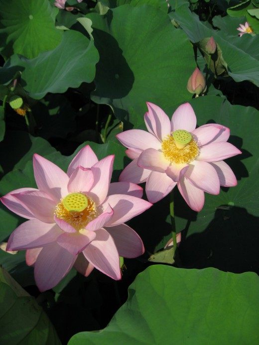 Лотос (Lotus)