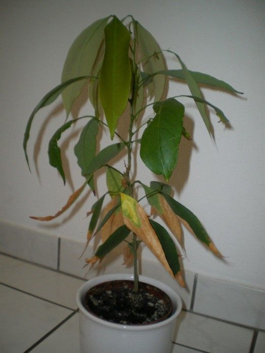 Личи (Lychee)