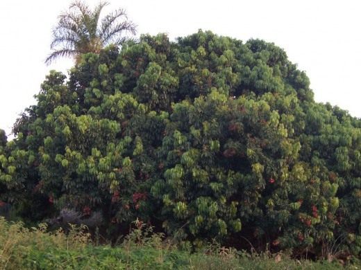 Личи (Lychee)