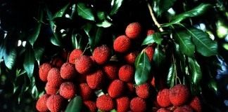 Личи (Lychee)
