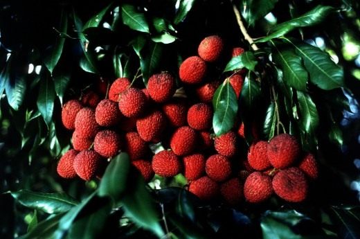 Личи (Lychee) Личи (Lychee)