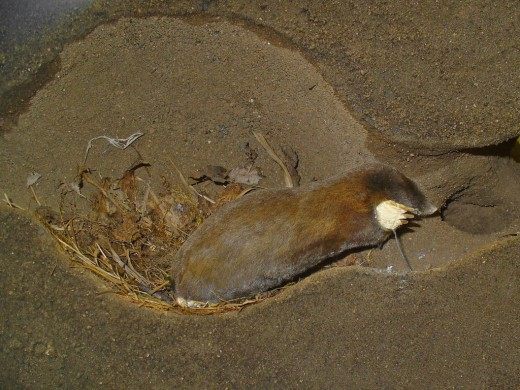 Крот (Mole)