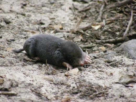 Крот (Mole)