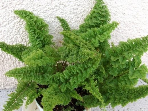 Нефролепис (Nephrolepis)