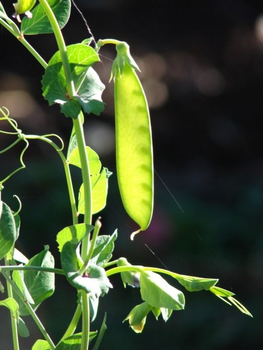 Горох (Peas)