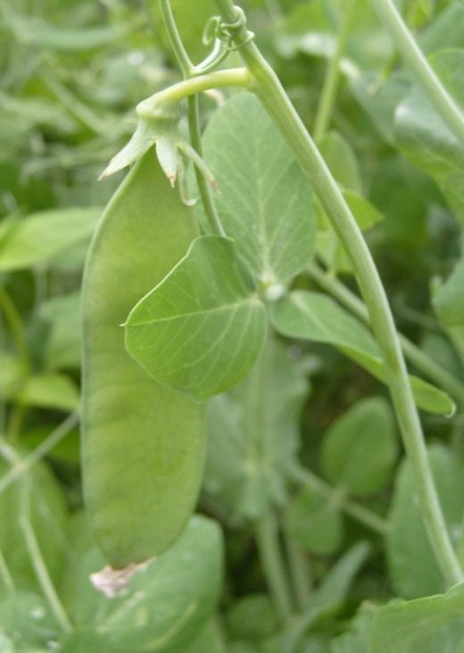 Горох (Peas)