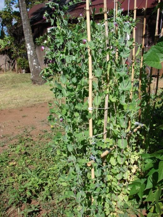 Горох (Peas)
