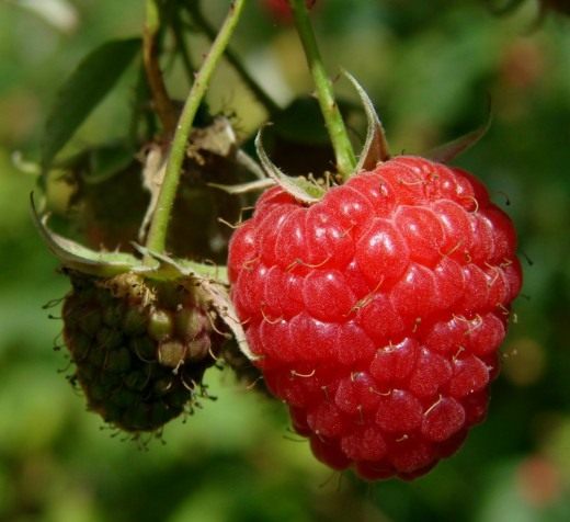 Малина (Raspberry)