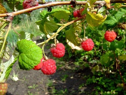 Малина (Raspberry)