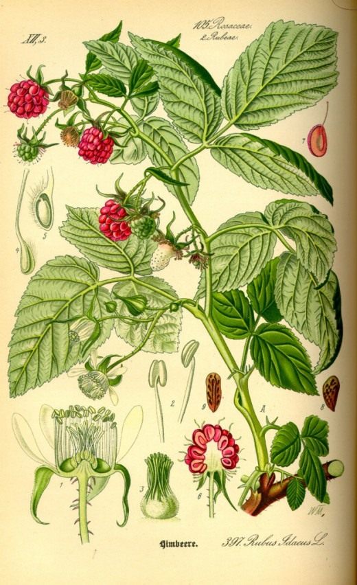 Малина (Raspberry)