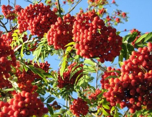 Рябина (Rowan)