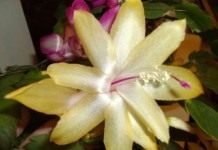 Шлюмбергера (Schlumbergera)
