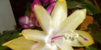 Шлюмбергера (Schlumbergera)