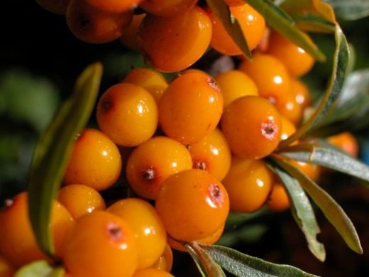 Облепиха (Sea-buckthorn)