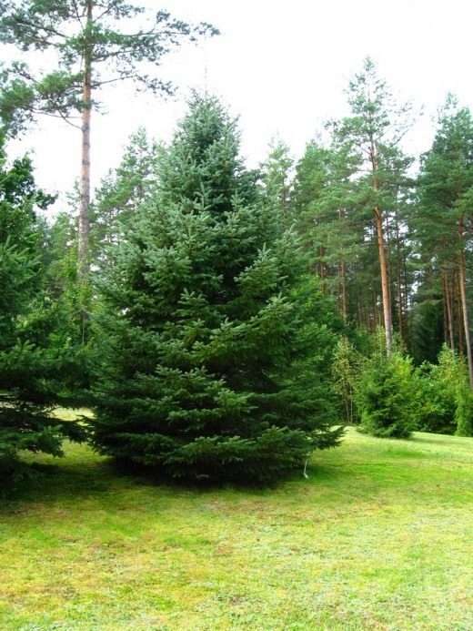 Ель голубая, Есль колючая (Blue Spruce)