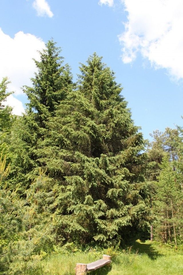 Тянь-шаньская ель (Schrenk's Spruce) Тянь-шаньская ель (Schrenk's Spruce)