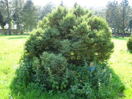 Ель чёрная Ель чёрная