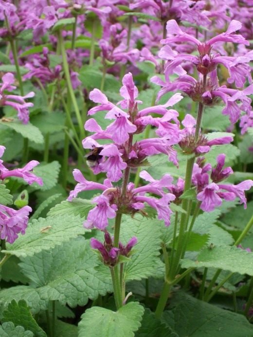 Чистец (Stachys)
