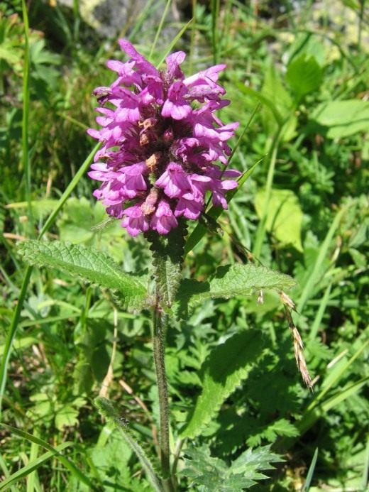 Чистец (Stachys)
