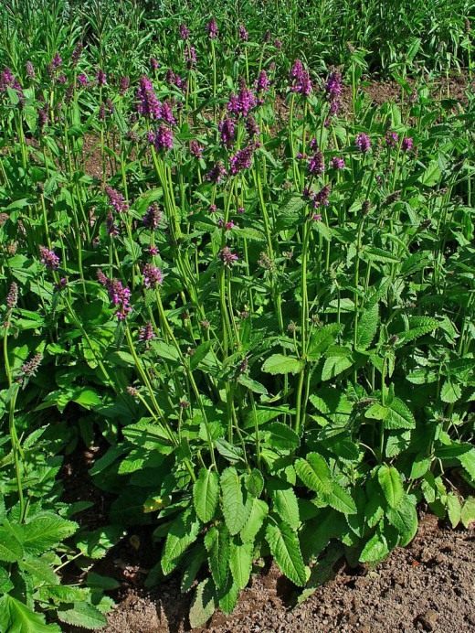 Чистец (Stachys)