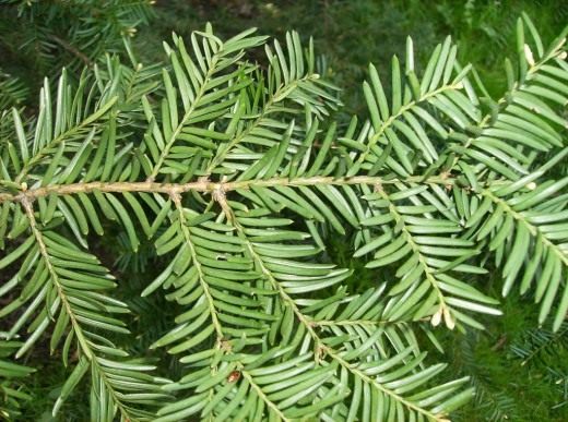 Тис (Taxus)