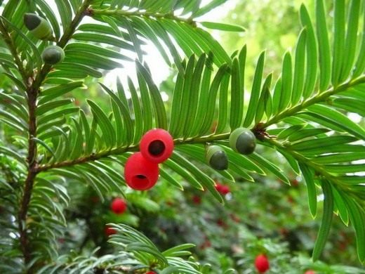 Тис (Taxus)