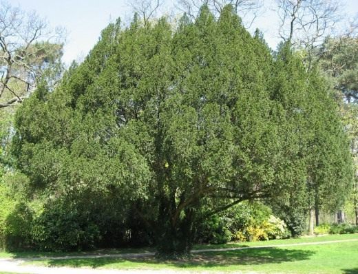 Тис (Taxus)