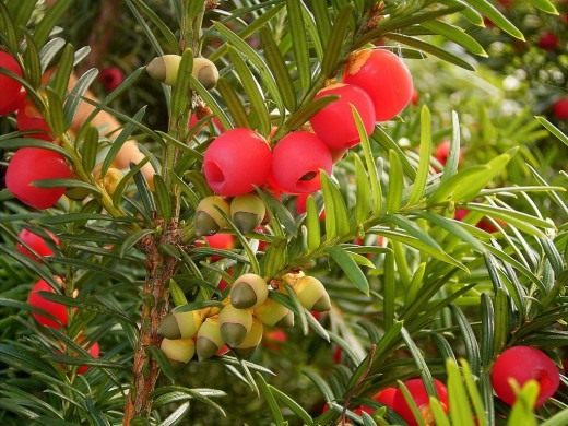 Тис (Taxus)