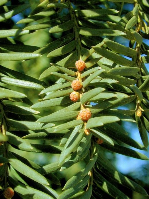 Тис (Taxus)