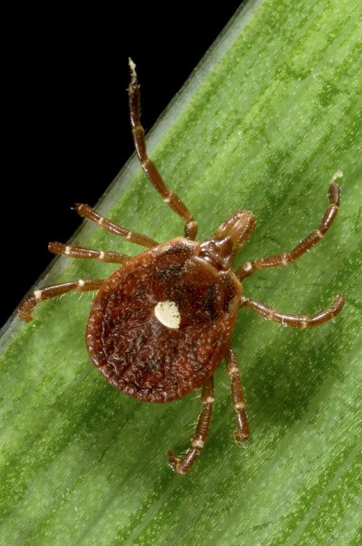 Клещ (Tick)