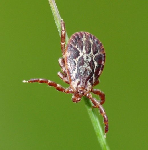 Клещ (Tick)