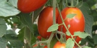 Помидоры — Инкам и не снилось - Сад и огород