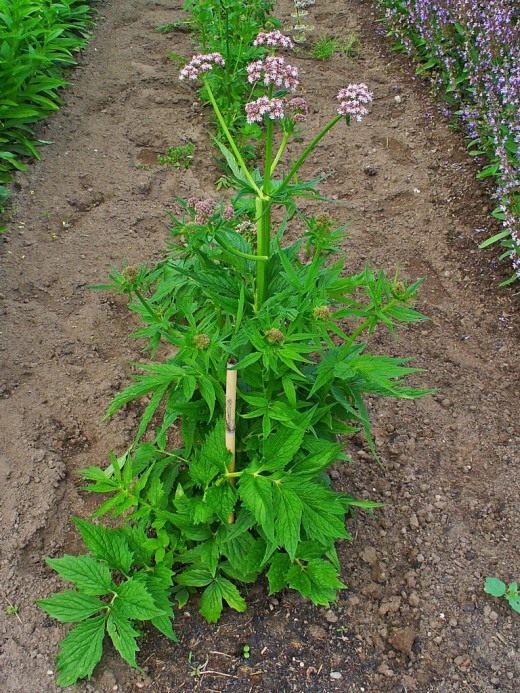 Валериана (Valerian)