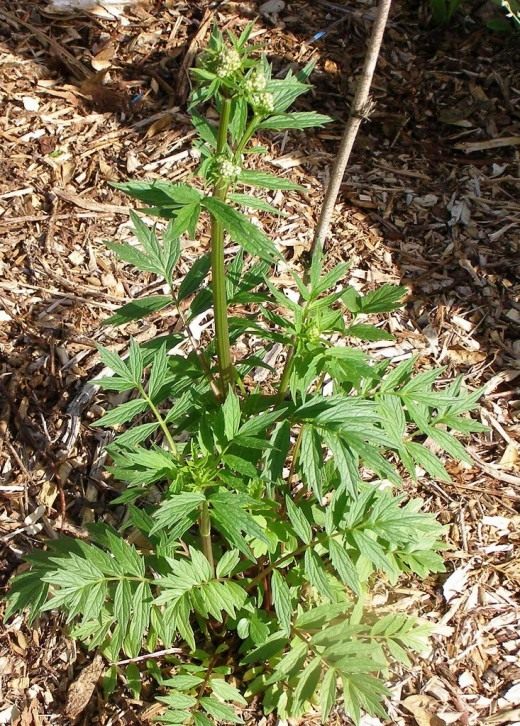 Валериана (Valerian)