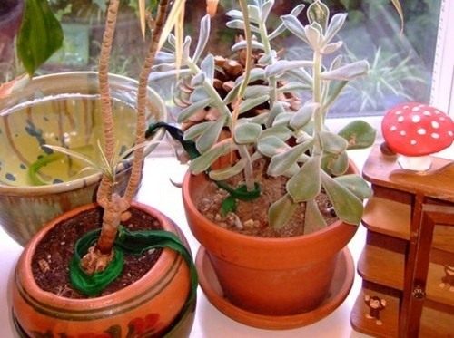 Полив комнатных растений (Watering houseplants)