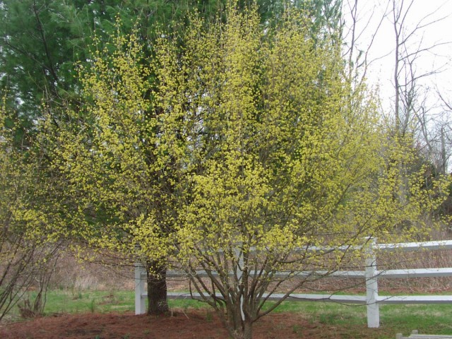 Кизил обыкновенный (лат. Cornus mas) Кизил обыкновенный (лат. Cornus mas)