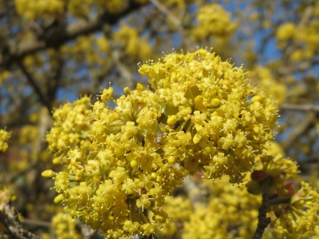 Кизил обыкновенный (лат. Cornus mas) Кизил обыкновенный (лат. Cornus mas)