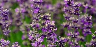 Лаванда (Lavandula)