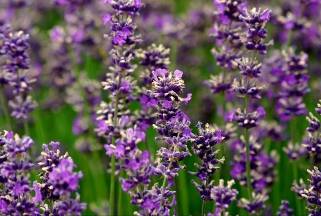 Лаванда (Lavandula) Лаванда (Lavandula)